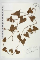 菜欒藤藏品圖，第1張