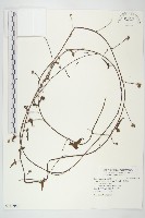 菜欒藤藏品圖，第1張