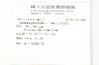 菜欒藤藏品圖，第2張