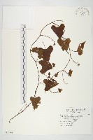 菜欒藤藏品圖，第1張