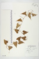 菜欒藤藏品圖，第1張