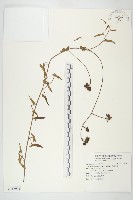 菜欒藤藏品圖，第1張