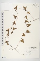 菜欒藤藏品圖，第1張