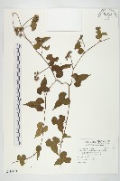 菜欒藤藏品圖，第1張