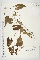 菜欒藤藏品圖，第1張