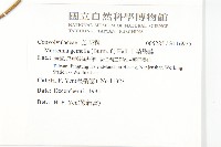 菜欒藤藏品圖，第2張