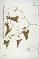 菜欒藤藏品圖，第1張