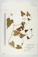 菜欒藤藏品圖，第1張