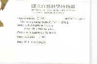 菜欒藤藏品圖，第2張