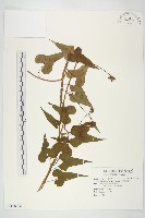 菜欒藤藏品圖，第1張