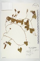 菜欒藤藏品圖，第1張