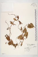 菜欒藤藏品圖，第1張