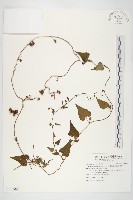 卵葉菜欒藤藏品圖，第1張