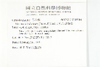 卵葉菜欒藤藏品圖，第2張