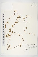 卵葉菜欒藤藏品圖，第1張