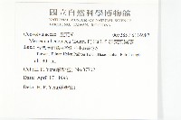 卵葉菜欒藤藏品圖，第2張