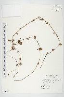 卵葉菜欒藤藏品圖，第1張