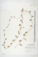 卵葉菜欒藤藏品圖，第1張