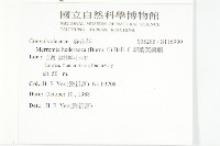 卵葉菜欒藤藏品圖，第2張