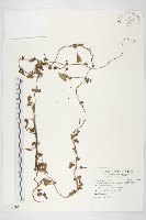 卵葉菜欒藤藏品圖，第1張