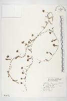 變葉姬旋花藏品圖，第1張