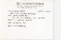 變葉姬旋花藏品圖，第2張