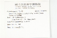 戟葉菜欒藤藏品圖，第2張