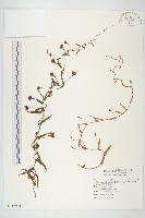 戟葉菜欒藤藏品圖，第1張