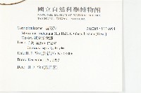 戟葉菜欒藤藏品圖，第2張