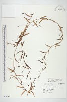 戟葉菜欒藤藏品圖，第1張