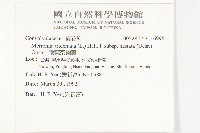 戟葉菜欒藤藏品圖，第2張