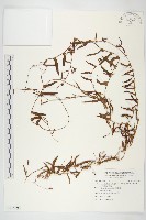 戟葉菜欒藤藏品圖，第1張