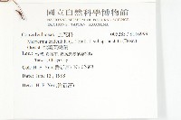 戟葉菜欒藤藏品圖，第2張