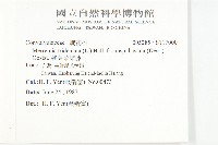 戟葉菜欒藤藏品圖，第2張