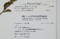 燈稱花、烏雞骨藏品圖，第2張