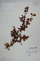 燈稱花、烏雞骨藏品圖，第1張