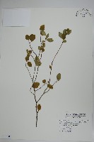 燈稱花、烏雞骨藏品圖，第1張