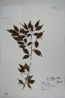 燈稱花、烏雞骨藏品圖，第1張