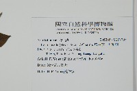 燈稱花、烏雞骨藏品圖，第2張