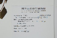 燈稱花、烏雞骨藏品圖，第2張