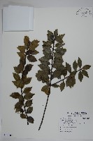 苗栗冬青藏品圖，第1張