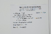 苗栗冬青藏品圖，第2張