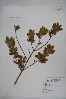 假黃楊藏品圖，第1張