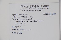 假黃楊藏品圖，第2張