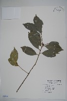 糊樗藏品圖，第1張