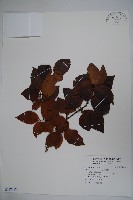 草野氏冬青藏品圖，第1張