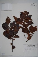 草野氏冬青藏品圖，第1張