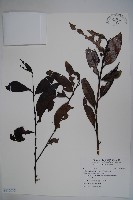 忍冬葉冬青藏品圖，第1張