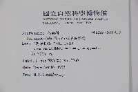 忍冬葉冬青藏品圖，第2張