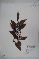 忍冬葉冬青藏品圖，第1張